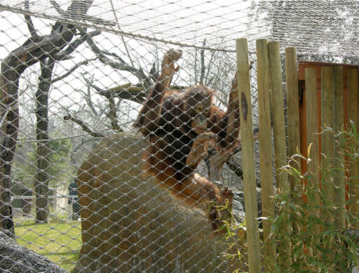 Madrid Zoo Orangatan Habitat - Carl Stahl