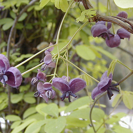 akebia_quinata-schijnaugurk