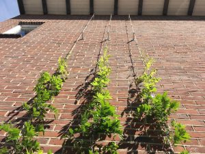 KLimhulp woningbouw - Carl Stahl Greenwalls