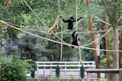 Goudwanggibbons in buitenverblijf_Foto ARTIS, Edwin Butter