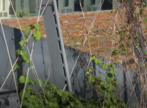 Green walls - Carl Stahl