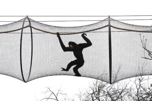 goudwanggibbons verkennen de nieuwe luchtbrug naar het gibbon eiland.