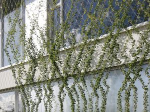 museum zutphen green facades- Carl Stahl Architectuur